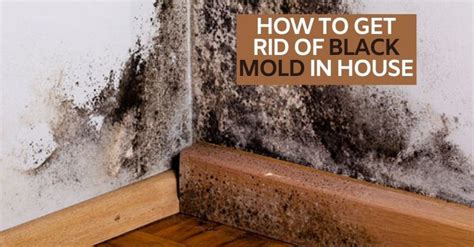 Even if you choose to perform the work yourself, a pro can offer valuable guidance and suggestions on how to safely clean up the mold. Pin by Christina Gast on Cleaning in 2020 | House mold ...
