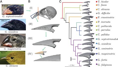 Geometry And Dynamics Link Form Function And Evolution Of Finch Beaks