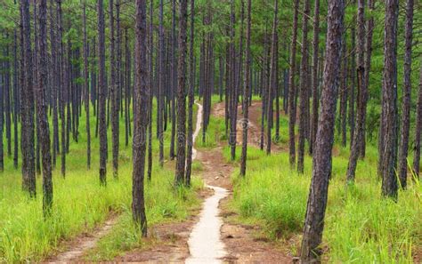 Beautiful Vietnam Landscape Dalat Pine Jungle Stock Image Image Of