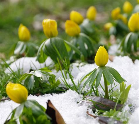 22 Beautiful Winter Flowers That Survive And Bloom In The Cold In 2021