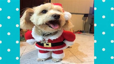 Funny Dogs In Christmas Costume Funny Pets Compilation Youtube