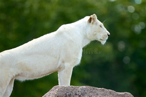 Majestic Lioness Stock Image Image Of Species Albino 40980069