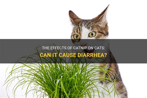 The Effects Of Catnip On Cats Can It Cause Diarrhea PetShun