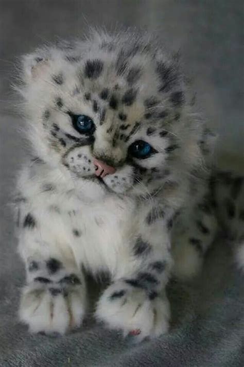 Best 20 Baby Snow Leopard Ideas On Pinterest Snow Tiger