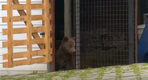 Tiny Rescued Orphan Bear Cub Settles Into New Home Viraltab