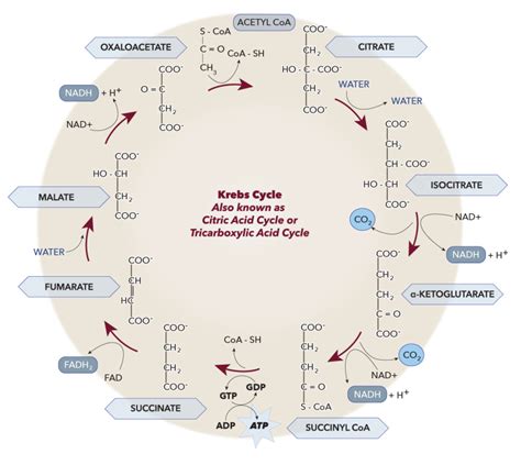 Figure Krebs Cycle Contributed By Katherine Humphries Statpearls