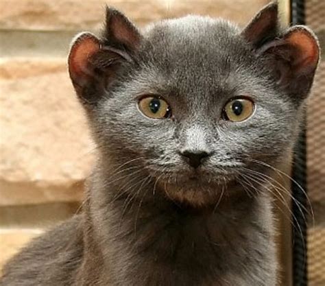 Ten Of The Strangest Funny And Most Unusual Cats Ears