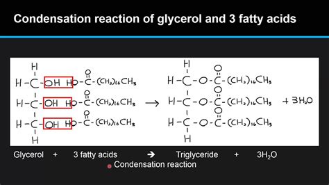 B46 Describe The Condensation Of Glycerol And Three Fatty Acid
