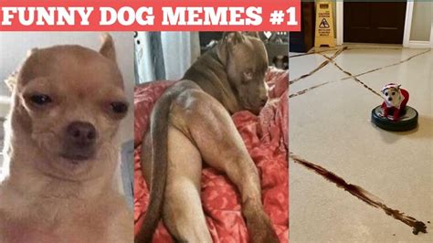 Doggo Dank Memes 1 Picture Compilation Youtube