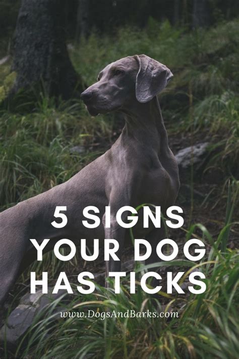 5 Signs Your Dog Has Ticks Dogs And Bark