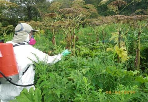 Officials Sound The Alarm Over Toxic Giant Hogweed Infestations