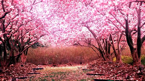 Cherry Blossom Tree Wallpaper 01 1920x1080