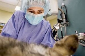 We are pleased to have knowledgeable veterinarians with more than 27 years of experience in the veterinary field to accomplish this mission. Pet Surgery in Palmdale, CA | Palmdale Veterinary Hospital