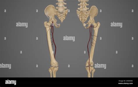Perforating Branches Of Deep Femoral Artery Hi Res Stock Photography
