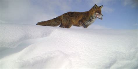 Red Fox Displaces Arctic Fox Thanks To Littering