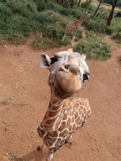 Thought My Moms Photo From Africa Belonged Here Cute Animals Images