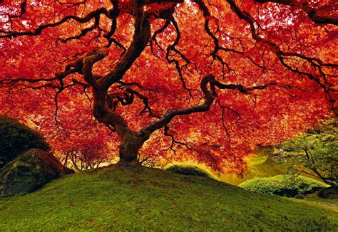 Tree Of Life A Limited Edition Fine Art Photograph By Peter Lik Lik