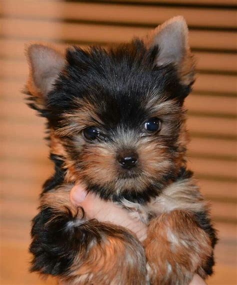 What A Sweet Baby Face Yorkshire Terrier Puppies Yorkie Puppy Cute