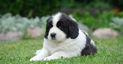 Newfoundland Dog Breed Complete Guide A Z Animals