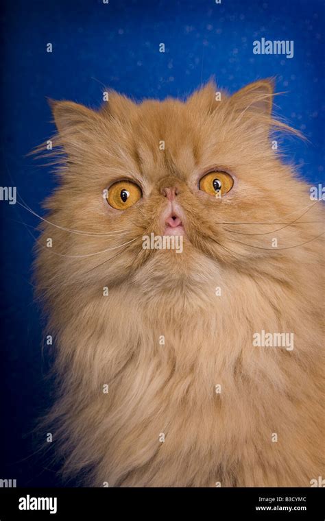Red Persian Cat Portrait On Blue Background Stock Photo Alamy
