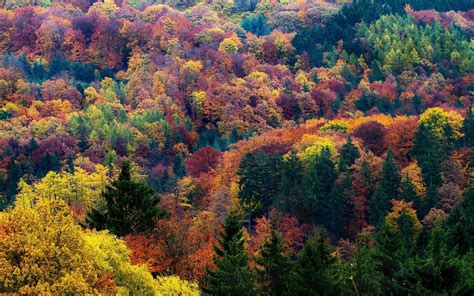 Autumn Forest Trees Seen From Top Hd Wallpaper