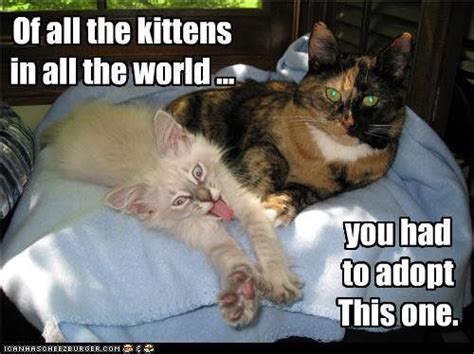 Adoption Funny Cat Memes Funny Cat Pictures Funny Cats
