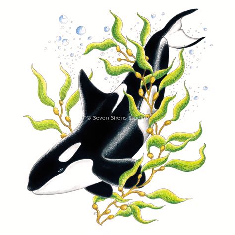 Orca Whale Kelp Forest Original Art By Seven Sirens Studios Art Prints