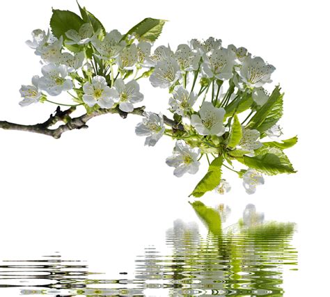 봄 벚꽃 분기 Pixabay의 무료 사진