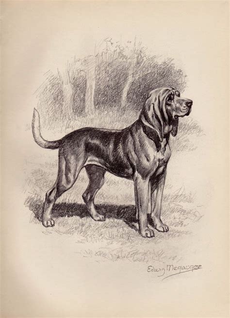 Vintage Bloodhound Dog Print Beautiful 1950s Gallery Wall Art Megargee