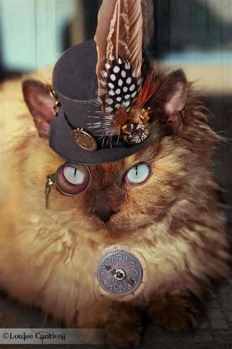 Steampunk Cat On Tumblr