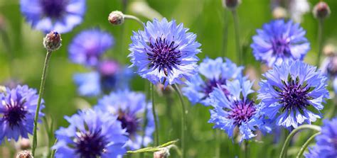 If a hydrosol is intended to be used as perfume, it's distilled for a shorter time. Cornflower Hydrosol | AromaWeb