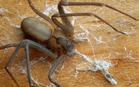 Cantu Pest And Termite A Guide To Spiders In Fort Worth And Dallas Tx