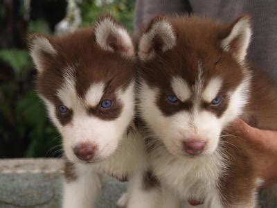 Maybe you would like to learn more about one of these? Siberian Husky Puppies Sold - 10 Years 3 Months, Siberian Husky (RED) SOLD from Klang, Selangor ...