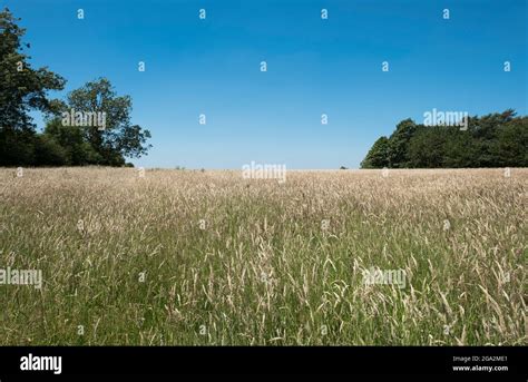 Long Grass Hi Res Stock Photography And Images Alamy