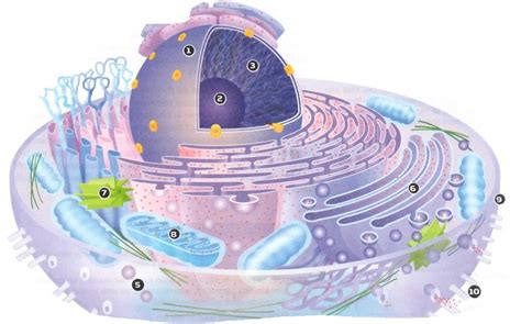 Animal Cell Organelles And Functions Diagram Quizlet