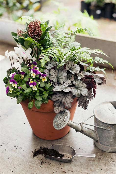 The 25 Best Winter Container Gardening Ideas On Pinterest Winter
