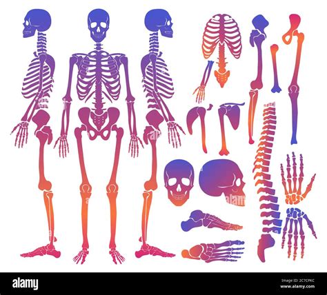 Human Leg Bones Hi Res Stock Photography And Images Alamy