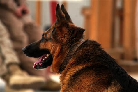 Dog Grooming Tips For German Shepherds Glamorous Dogs