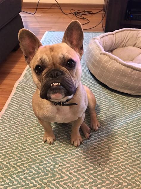 27 Best Pictures French Bulldog Rescue Nc Baggy Bulldog Rescue