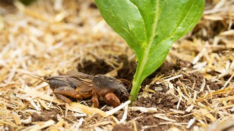 Mole Crickets Identification Habitat And Control Pest Samurai