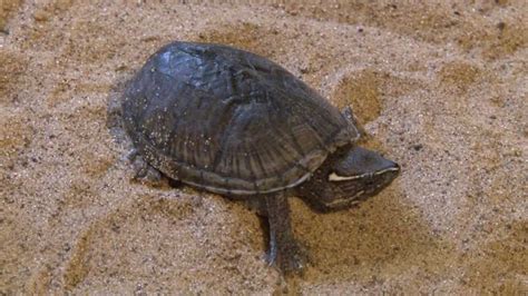 Without this, a turtle would likely die within a few months, at the very most. Eastern Musk Turtle (Sternotherus odoratus) - YouTube