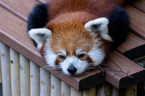 Jackie The Red Panda Welcomed To New Home At Zoo Atlanta