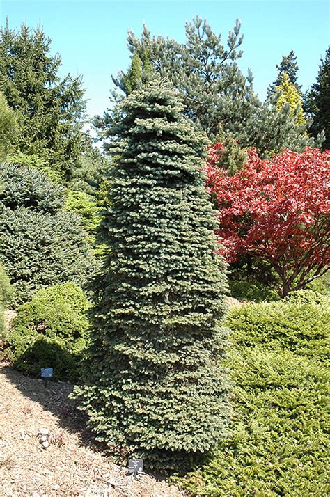 Dwarf Blue Spruce Picea Pungens Nana In Vancouver