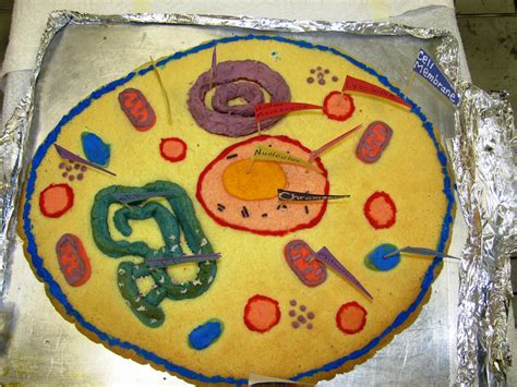 13 City Cell Project Cookie Cakes Photo Plant Cell Cookie Cake