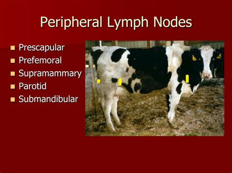 Ppt Physical Examination Of Cattle Powerpoint Presentation Free