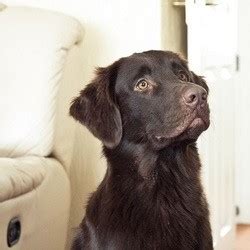 Contrairement à une garde de chien à domicile, le dog sitter ne va pas dormir à votre domicile. Faire garder son chien : zoom sur la visite et la garde à ...