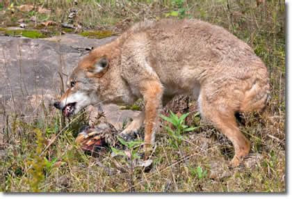 In captivity, most people feed them a ferret diet, cat food, and table scraps (they will eat just about anything). Coyote Removal - Trapper J will Get Rid of Coyotes