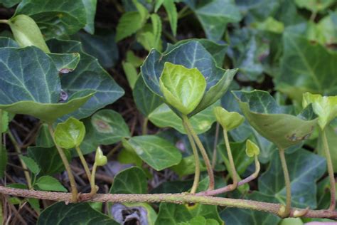 Hedera Helix English Ivy Go Botany