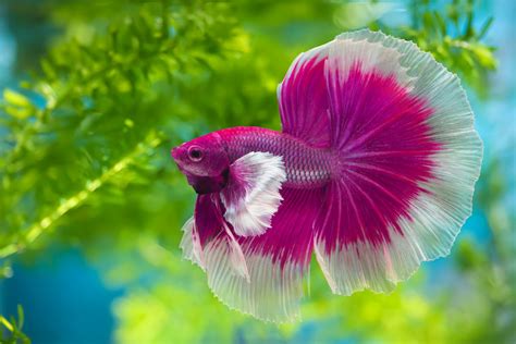 Do Betta Fish Change Color A Few Good Pets