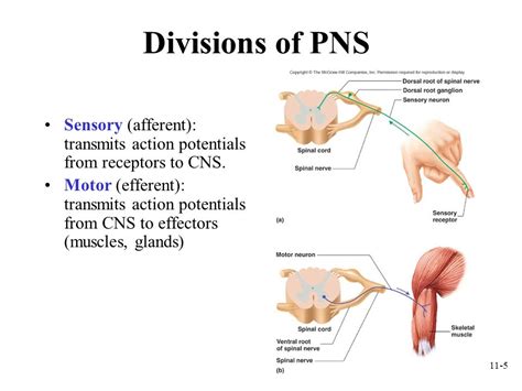 Central nervous system the central nervous system (cns) consists of the spinal cord and the brain. All nervous tissue outside of the central nervous system is part of what nervous system? | Socratic